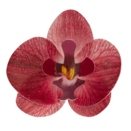 Flores De Oblea Dekora - Orquidea Burdeos