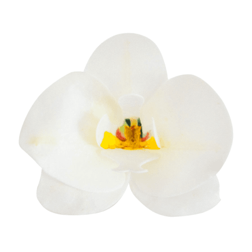 Flores De Oblea Dekora - Orquidea Blanca - Imagen 2